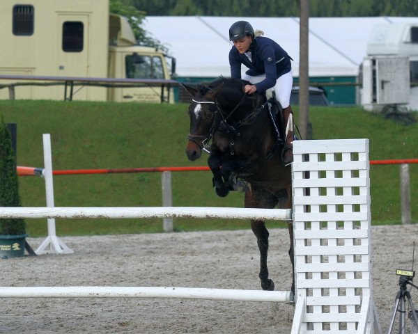 broodmare No Limit's Lady K (Mecklenburg, 2008, from No Limit) broodmare No Limit's Lady K (Mecklenburg, 2008, from No Limit)