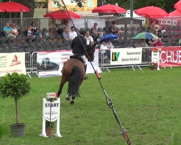 Reitturnier Aschersleben 2017