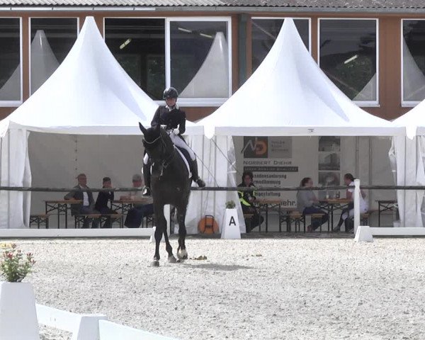 Reitturnier Illertissen 2017