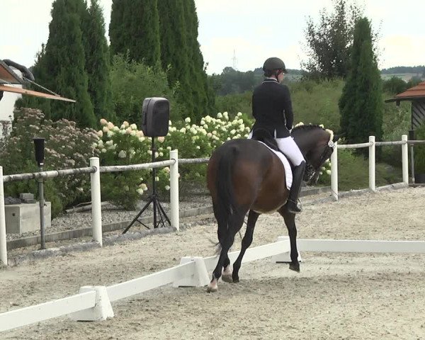 Reitturnier Illertissen 2017
