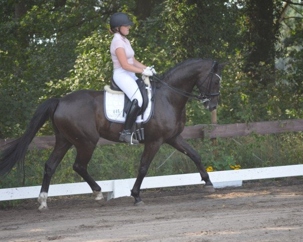 dressage horse Duke of Dreams 4 (Hanoverian, 2011, from Duke of Oldenburg)