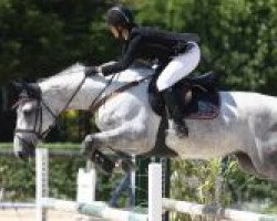 jumper Gattusa de Sorribas (Spanish Sport Horse, 2007, from Coronado I)