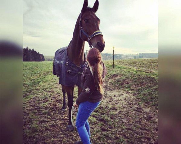 Springpferd Vacido (KWPN (Niederländisches Warmblut), 2002, von Placido)