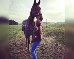jumper Vacido (KWPN (Royal Dutch Sporthorse), 2002, from Placido)