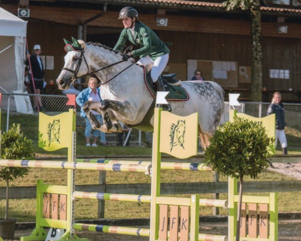 jumper Capitano B Z (Zangersheide riding horse, 2007, from Crown Z) jumper Capitano B Z (Zangersheide riding horse, 2007, from Crown Z)