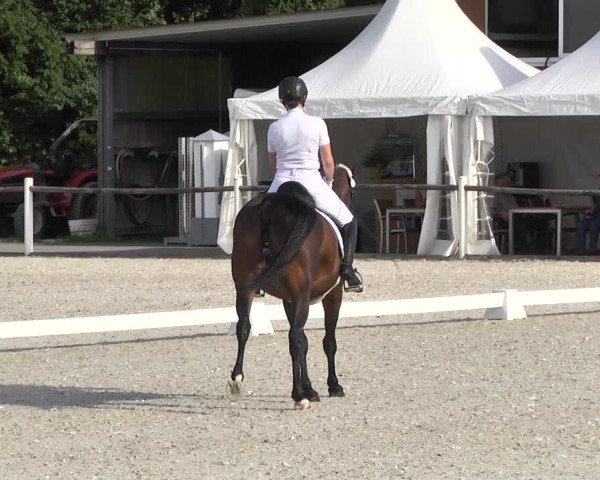 Reitturnier Illertissen 2017