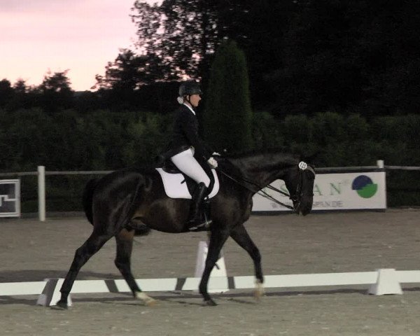Reitturnier Illertissen 2017