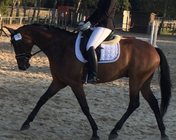 dressage horse Thank you Thijs (KWPN (Royal Dutch Sporthorse), 2009, from Tuschinski)