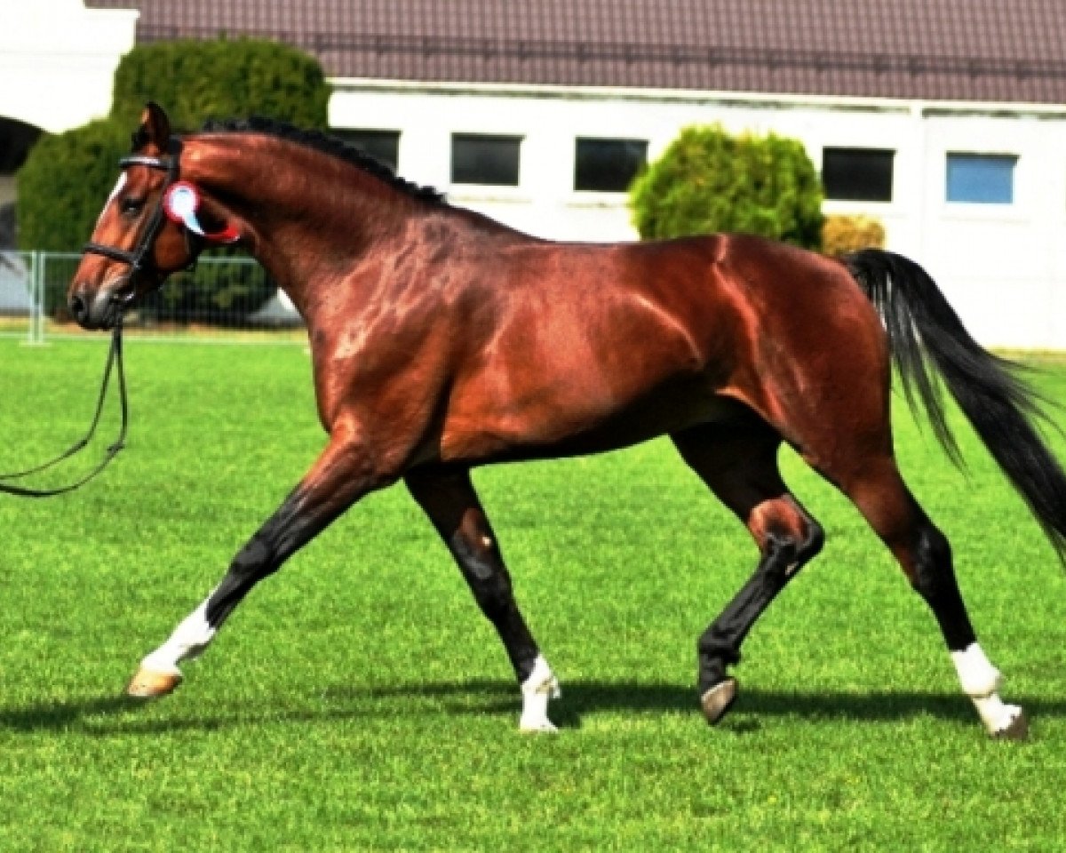 Deckhengst Vulkan L (Westfale, 2006, von Vulkano FRH)