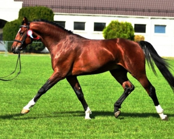 Deckhengst Vulkan L (Westfale, 2006, von Vulkano FRH)
