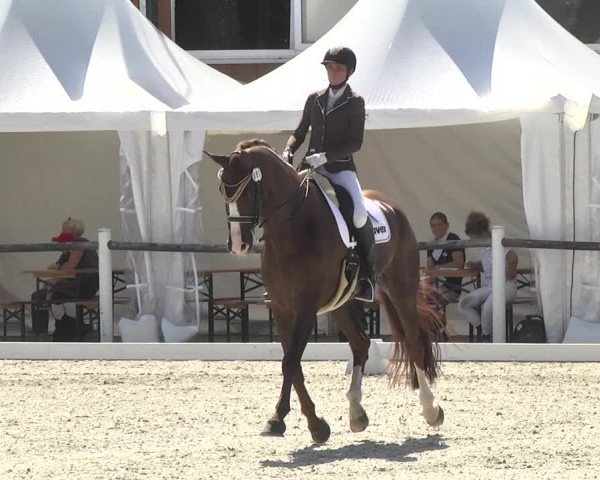 Reitturnier Illertissen 2017