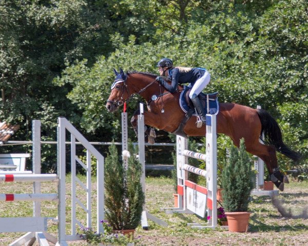 Springpferd Louis Vuitton 10 (Holsteiner, 2006, von Lordanos)