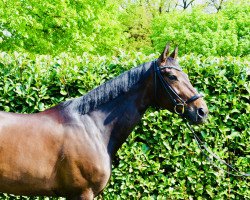 broodmare Solitaire 91 (Oldenburg, 2011, from Scolari)