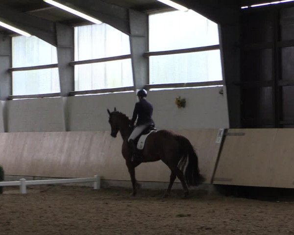 Reitturnier Datteln 2017