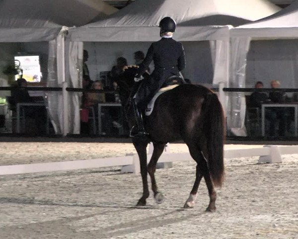 Reitturnier Illertissen 2017