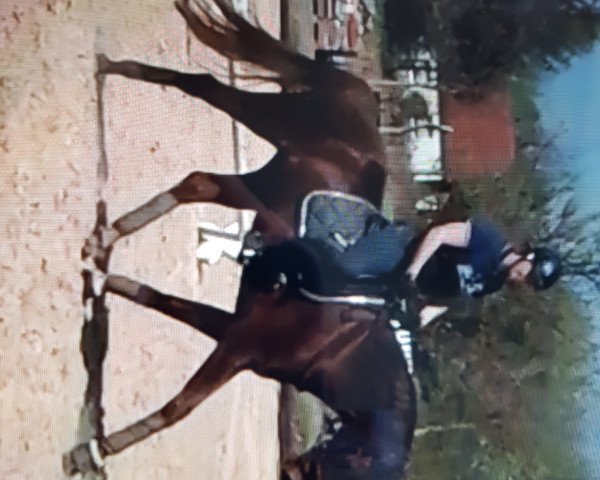 Dressurpferd Bailador de la Sol (Oldenburger, 2014, von Black Ruby)