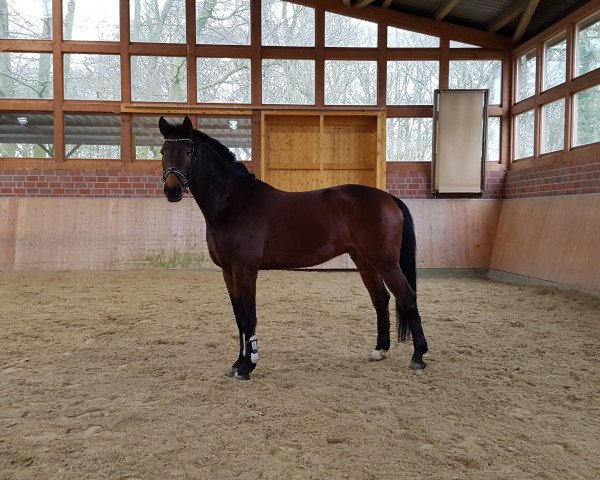 horse Captain Balou 3 (Oldenburg, 2010, from Cordial Medoc)