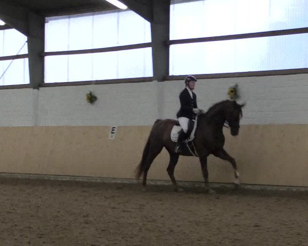 Reitturnier Datteln 2017