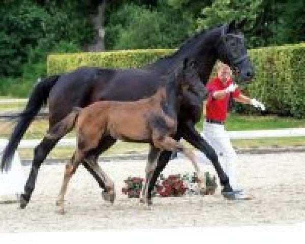 dressage horse Rising Sun TB (Westphalian, 2018, from Rosendiamant)