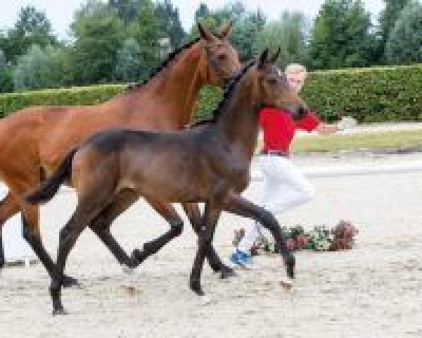horse Bridget (Westphalian, 2018, from Buckingham)