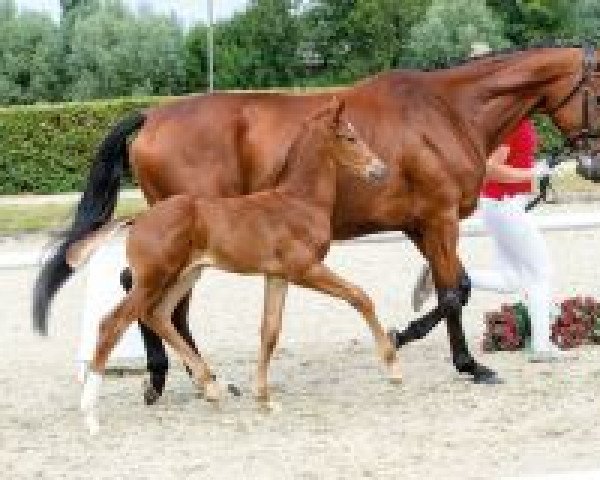 horse Dampierre (Westphalian, 2018, from Harmony's de Beau)