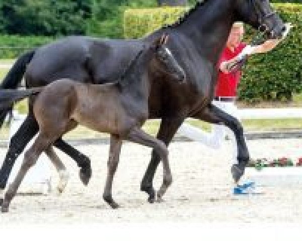 horse Danino (Westphalian, 2018, from Danone 4)