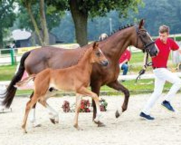 horse Benario (Westphalian, 2018, from Callaho's Benicio)