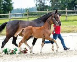 dressage horse Nena W (Westphalian, 2018, from Negro)