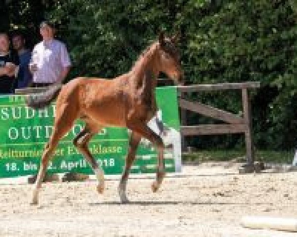 horse Fiderallala (Westphalian, 2018, from Frascino)