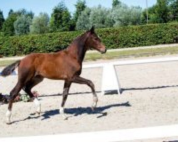 horse Zaira (Westphalian, 2018, from Zoom)