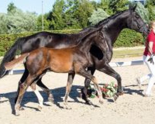 horse Davide (Westphalian, 2018, from Harmony's de Beau)