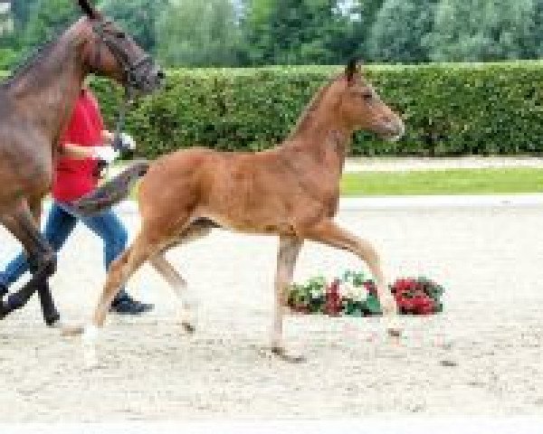 horse Zarzuela (Westphalian, 2018, from Zoom)