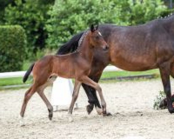 horse Sido (Westphalian, 2018, from Stoiber SN)
