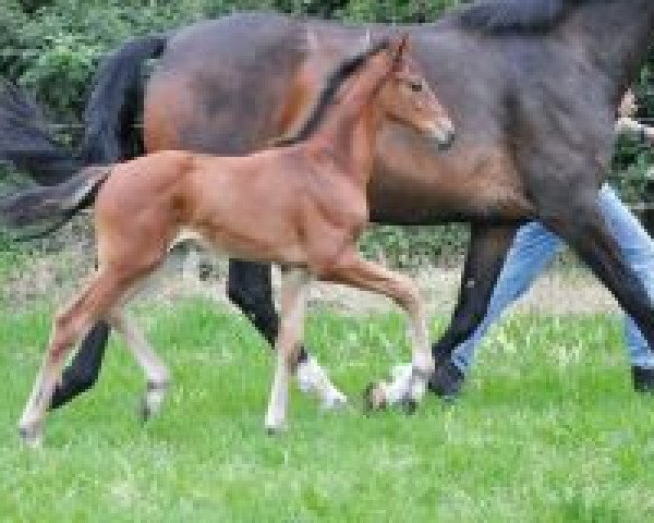 Dressurpferd Brown Chocolate Hh (Westfale, 2018, von Blue Hors Baron)