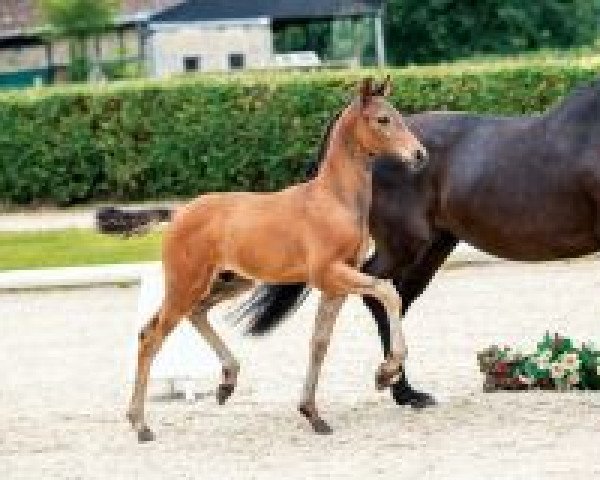 horse Spectre (Westphalian, 2018, from Sir Heinrich OLD)