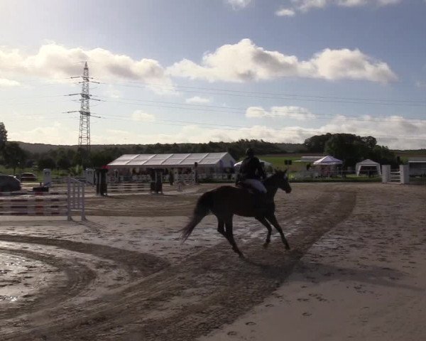 Reitturnier Menden 2017