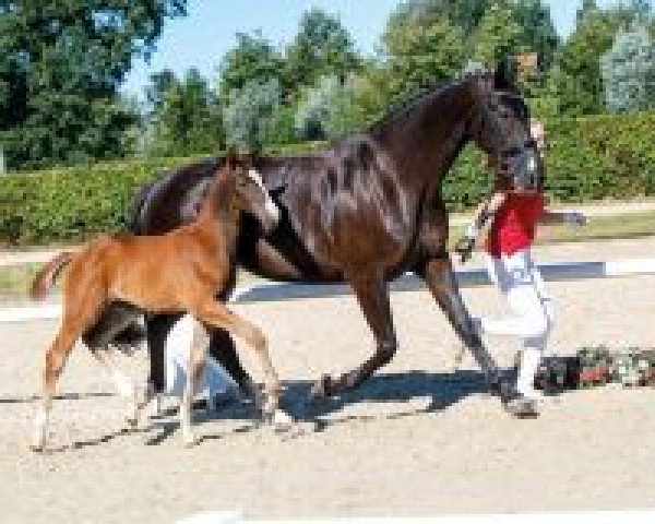 horse Belcanto (Westphalian, 2018, from Belissimo NRW) horse Belcanto (Westphalian, 2018, from Belissimo NRW)
