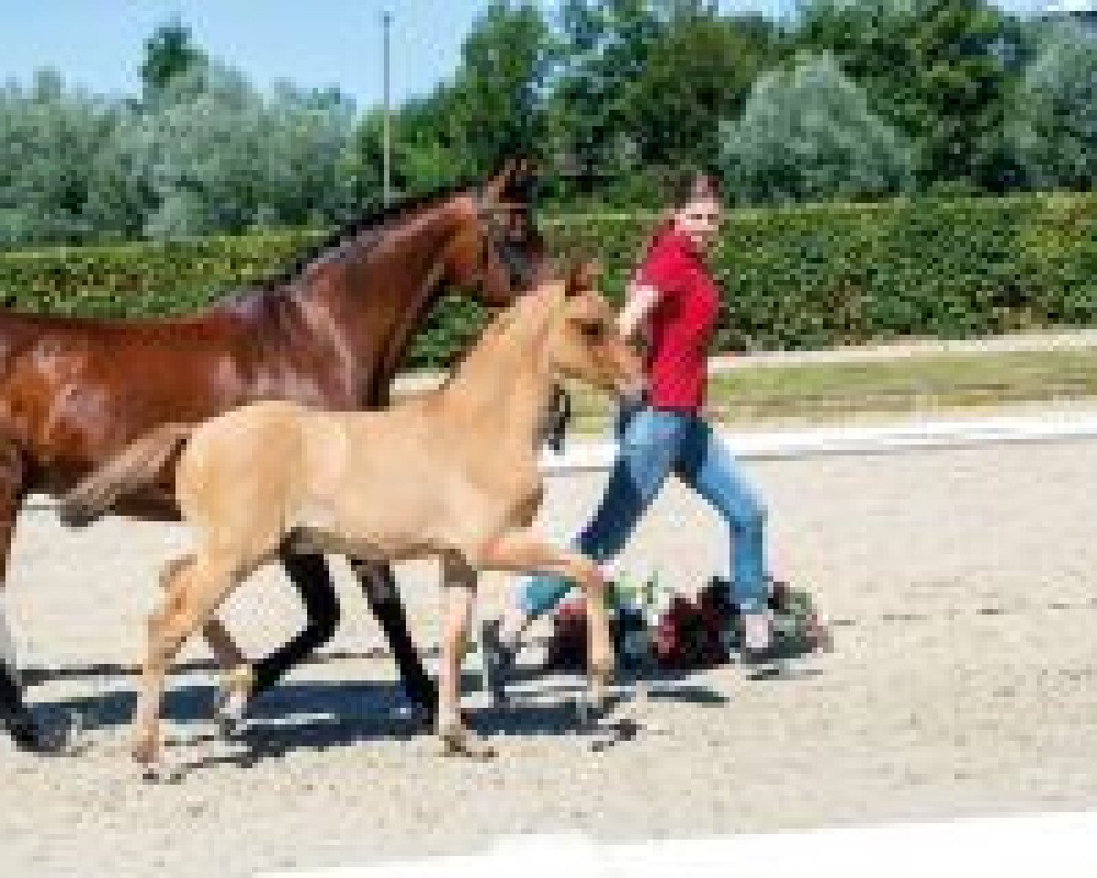 horse Goldprinz (German Riding Pony, 2018, from Grand Royale)