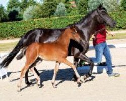 horse Karlotta (German Riding Pony, 2018, from Kachunga)