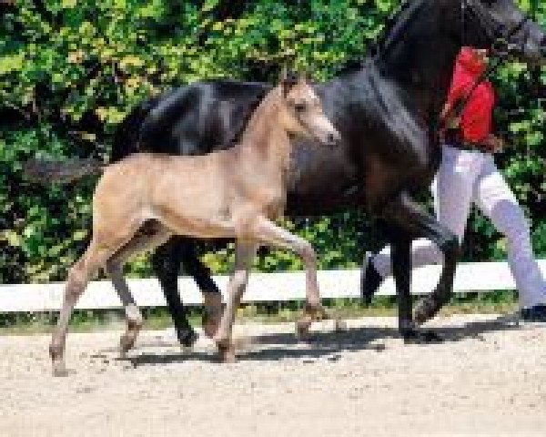 horse Goldtaler (German Riding Pony, 2018, from Golden Grey NRW)