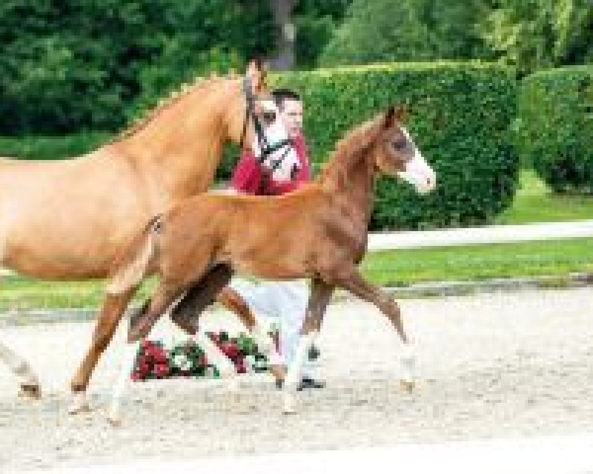 horse Der Knaller (German Riding Pony, 2018, from Dreidimensional AT NRW)