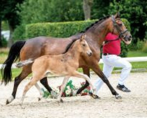 horse Angy Pooh (German Riding Pony, 2018, from A kind of Magic 5)