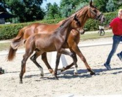 Pferd Zlatko (Westfale, 2018, von Zoom)