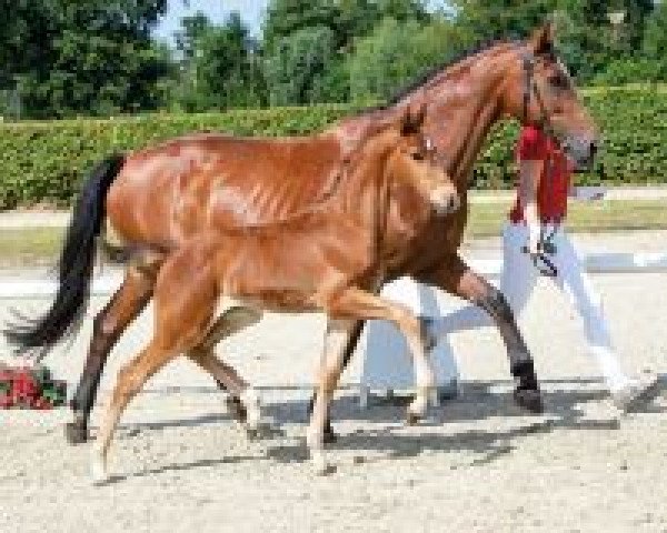 horse Stollmeier (Westphalian, 2018, from Sir Heinrich OLD)
