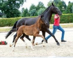 horse From Holland (Westphalian, 2018, from Frascino)