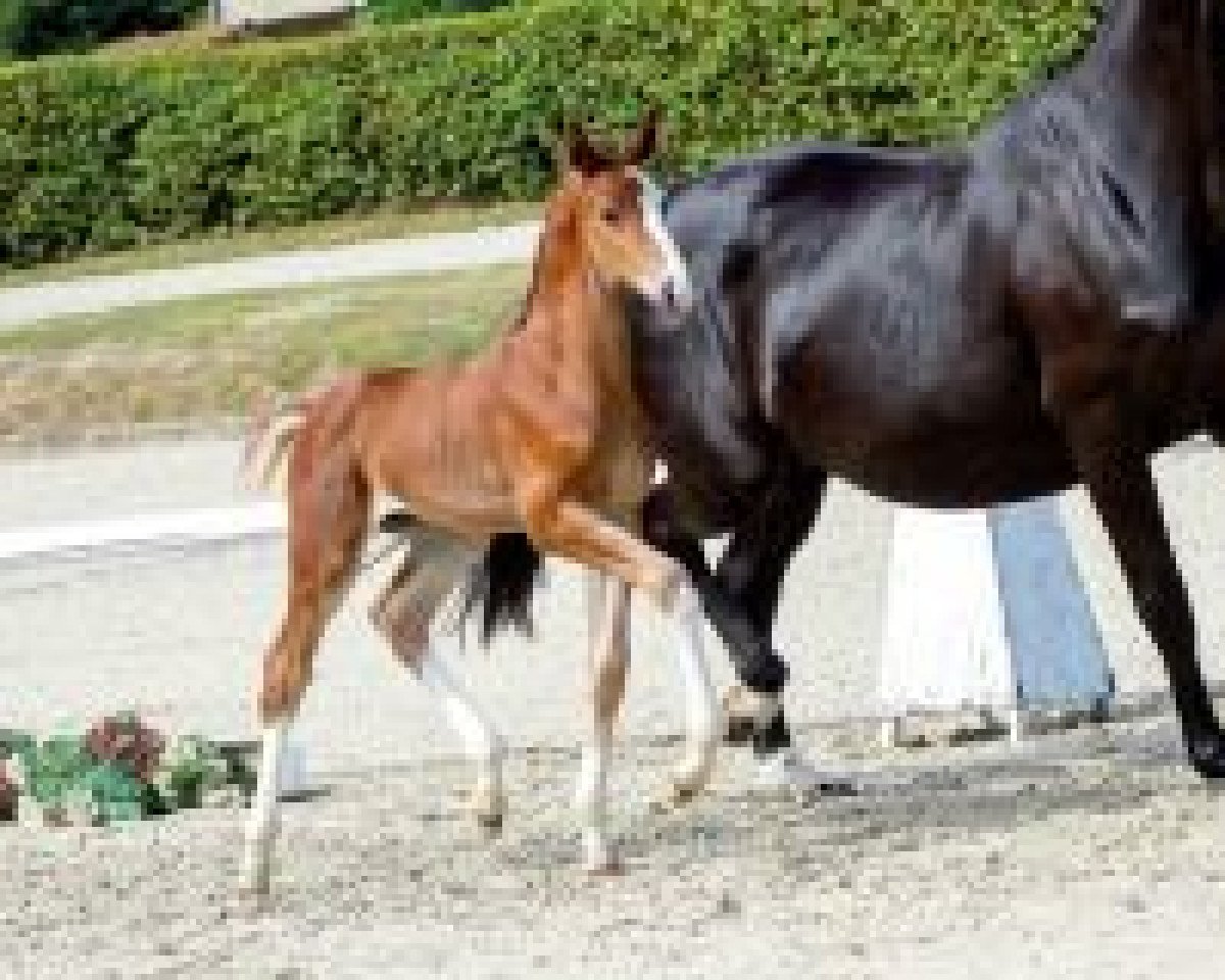 horse Barkeeper (Westphalian, 2018, from Bossanova 28)