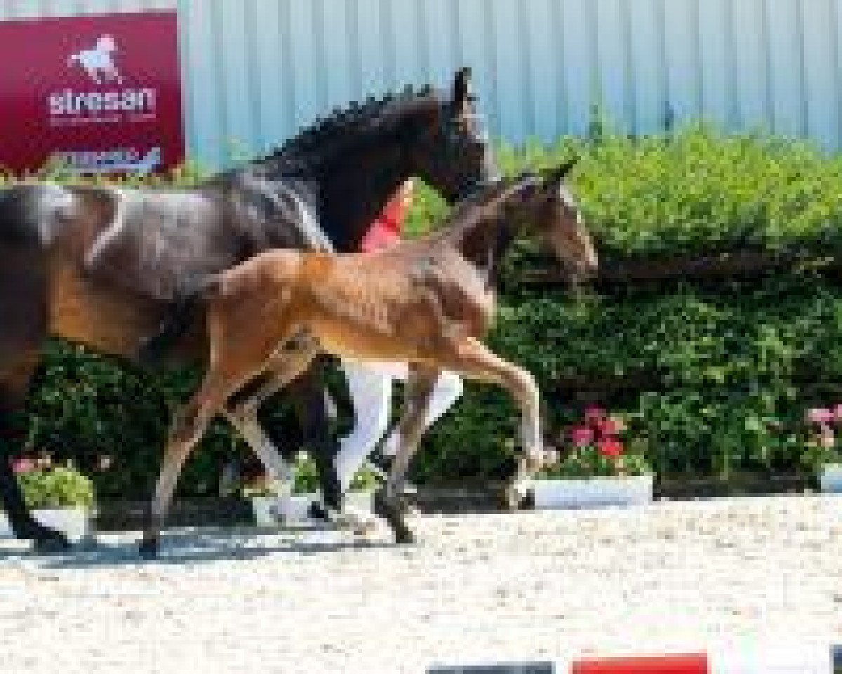 horse First Sky (Westphalian, 2018, from Fürst Wilhelm)