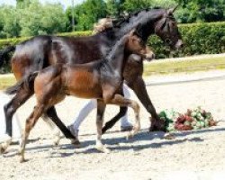 stallion Infinity (Westphalian, 2018, from Asgard's Ibiza)