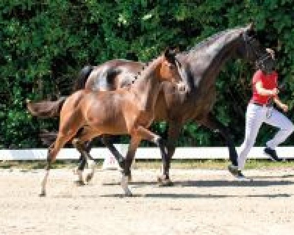 horse Sommerwind (Westphalian, 2018, from Sir Heinrich OLD)