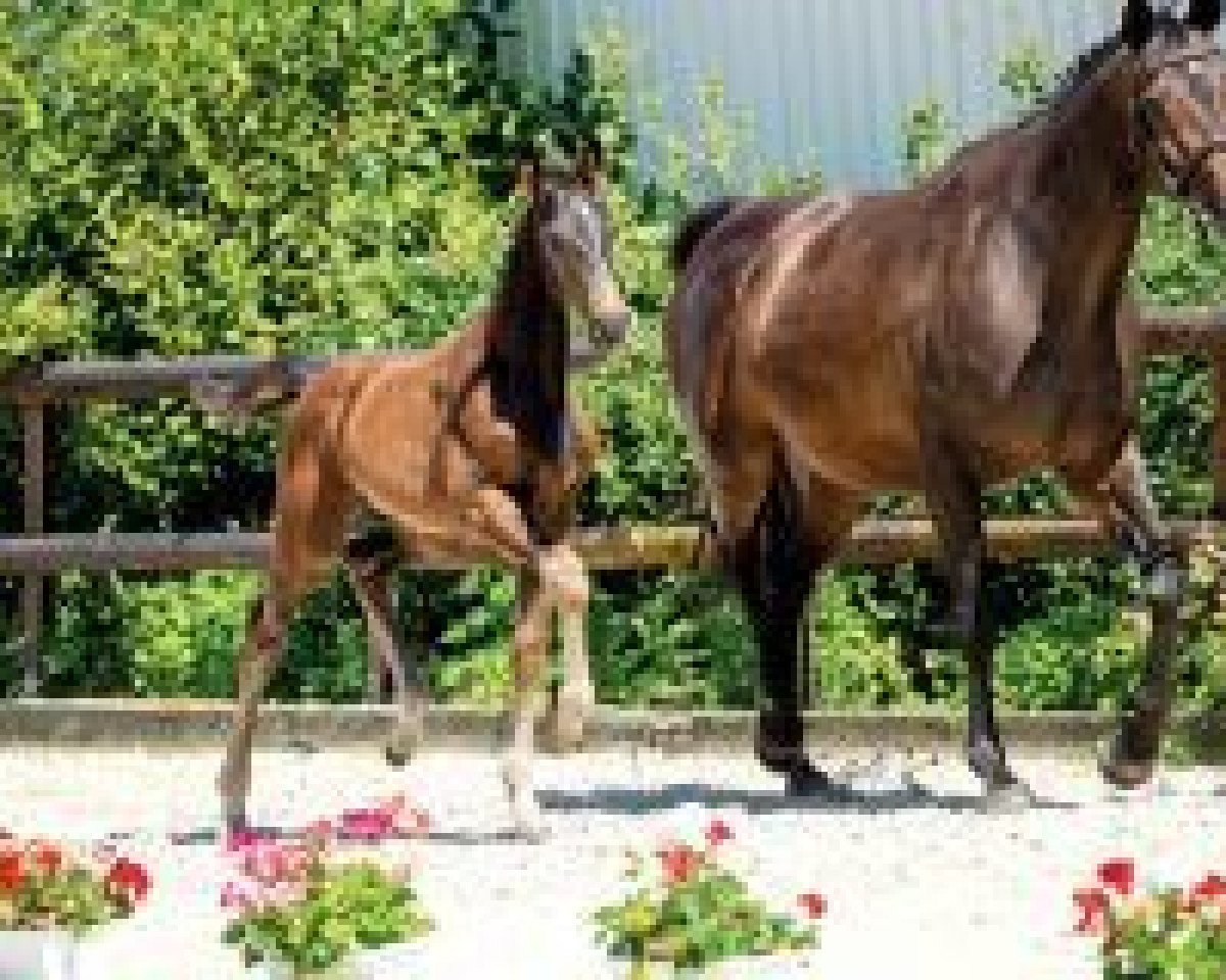 Pferd De Luxe (Westfale, 2018, von Harmony's de Beau)